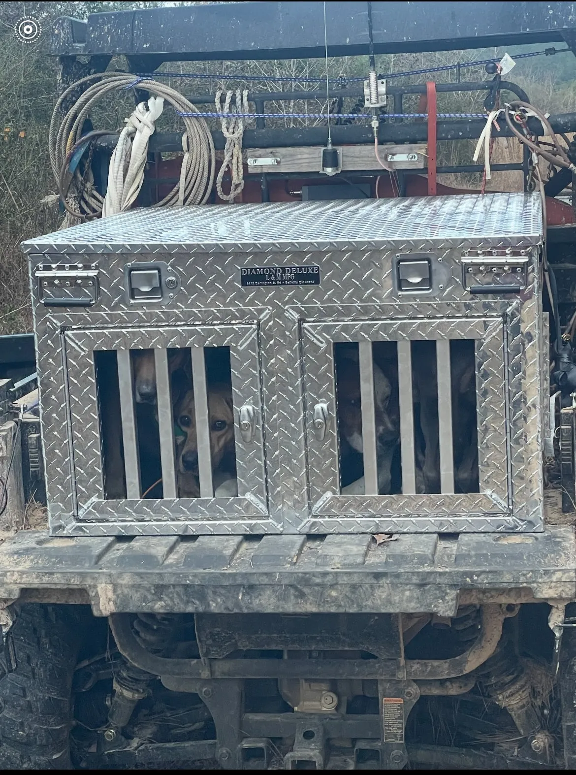 Diamond Deluxe - B Style Dog Box